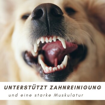 Nahaufnahme eines geöffneten Hundemauls mit sauberen Zähnen und dem Text "Unterstützt Zahnreinigung und eine starke Muskulatur" darunter.