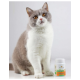 Eine grau-weiße Katze mit bernsteinfarbenen Augen sitzt neben einer Flasche mit Nahrungsergänzungsmitteln für Haustiere, die mit "Harmonigal" und "Nahrungsergänzungsmittel" beschriftet ist.