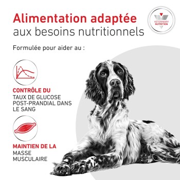 Épagneul à côté du titre français 'Alimentation adaptée', icônes sur le contrôle de la glycémie et la masse musculaire.