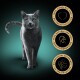 A gray cat on a teal background with three gold badges: "100% Complete Nutrition," "Natural Ingredients," and "No Artificial Additives."