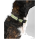 Eine Nahaufnahme des Hundehalses mit einem hellgrünen Halsband mit einer schwarzen Schnalle, das das gestromte Fell des Hundes zeigt.