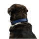 Rückenansicht eines schwarz-braunen Hundes mit weißem Fleck am Hals, der ein breites blaues Halsband trägt, vor weißem Hintergrund.