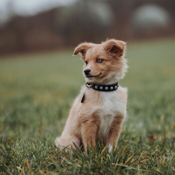 Ein flauschiger, hellbrauner Welpe mit blauen Augen sitzt auf grünem Gras und trägt ein schwarzes Halsband mit blauen Nieten.