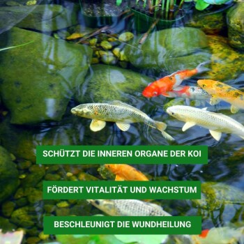 Eine lebendige Unterwasserszene mit Koi-Fischen, die zwischen Steinen und Pflanzen schwimmen, mit einem Text in deutscher Sprache, der die Vorteile für die Koi-Gesundheit angibt.