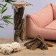 Eine gemütliche Haustiergeschäftsdisplay mit einem rosa Haustiersofa, einem Glasbehälter voller natürlicher Kaustangen und zwei weißen Seilspielzeugen auf einem Holztisch.