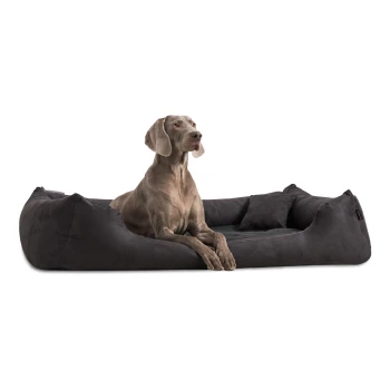 Ein grauer Weimaraner sitzt bequem auf einem plüschigen schwarzen Hundebett und schaut aufmerksam zur Seite in einem hellen, modernen Raum.