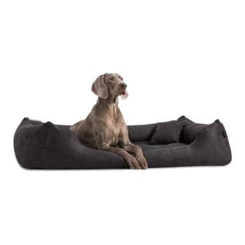 Ein grauer Weimaraner sitzt bequem auf einem plüschigen schwarzen Hundebett und schaut aufmerksam zur Seite in einem hellen, modernen Raum.
