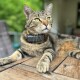 GPS-Tracker für Katzen schwarz/ grau