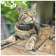 Eine Nahaufnahme einer getigerten Katze, die auf einem Holztisch liegt, ein schwarzes Halsband mit gelbem Riemen trägt und nachdenklich in die Ferne schaut.