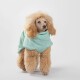 Ein flauschiger goldener Hund trägt einen hellen mintgrünen Hoodie und steht vor einem schlichten weißen Hintergrund.