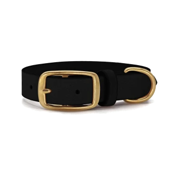 Schwarzes Haustierhalsband mit einer goldenen Schnalle und D-Ring, auf einem weißen Hintergrund präsentiert.