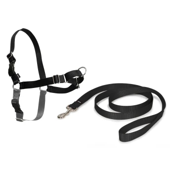 Schwarzes Hundegeschirr und Leinen-Set, mit verstellbaren Riemen und einem Metallclip für eine sichere Befestigung.