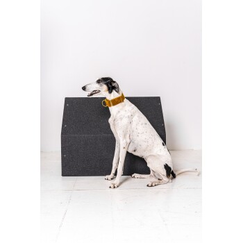 Ein schlanker, weißer und schwarzer Hund sitzt neben einem grauen Haustierbett, trägt ein leuchtend gelbes Halsband, vor einem schlichten weißen Hintergrund.