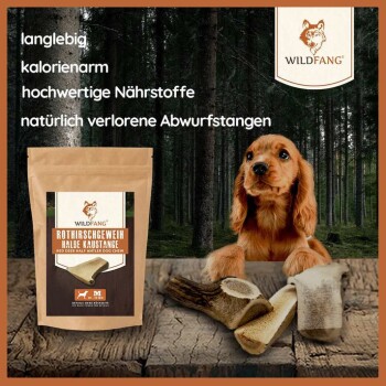 Ein golden Cocker Spaniel Welpe schaut auf ein WILDFANG rotes Hirschgeweih-Kauspielzeug, das für seine Langlebigkeit, kalorienarm und nahrhaft bekannt ist.