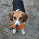 Beagle hält eine orangefarbene Trainingsattrappe im Maul, steht auf Erdreich mit Kiefernzapfen und Blättern.