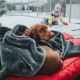 Ein brauner Hund, der in einer grauen Decke eingewickelt ist, ruht auf einem roten Haustierbett, während ein Kind in einem gelben Mantel draußen im Schnee spielt.