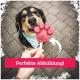 Hund leckt eine rote, pfotenförmige Leckerei, die von einer Hand gehalten wird, mit dem Text „Perfekte Abkühlung!“ auf einem roten Banner.