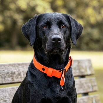 Ein Nahaufnahme-Profil eines braunen Hundes, der ein leuchtend orangefarbenes Halsband vor einem dunkelgrünen Hintergrund trägt.