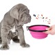Ein grauer Welpe sitzt neben einer pinken zusammenklappbaren Futterschüssel, die von einer Hand gehalten wird, mit bunten Spritzern, die darum herum illustriert sind.