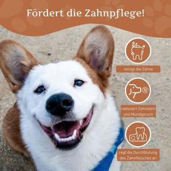 Lächelnder Hund mit einem weißen und braunen Fell, der gesunde Zähne zeigt. Der Text lautet "Fördert die Zahnpflege!" mit Symbolen für zahnmedizinische Vorteile.
