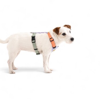 Ein kleiner weißer Hund mit braunen Flecken trägt ein buntes Geschirr mit grünen und orangefarbenen Riemen, vor einem weißen Hintergrund.