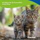 Zwei getigerte Katzen (Kätzchen und erwachsene Katze) laufen draußen; Text ‚So fördert ihr die Gesundheit eures Kitten‘ und Canina-Logo