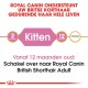 Royal Canin huisdiervoeding advertentie, met tekst over het ondersteunen van Britse Shorthair katten van kitten tot volwassen stadia.