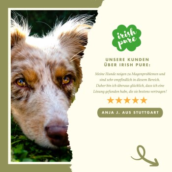 Nahaufnahme des Gesichts eines Hundes mit ausdrucksvollen Augen, mit einem Fünf-Sterne-Testimonial von Anja J. aus Stuttgart über Irish Pure Hundefutter.