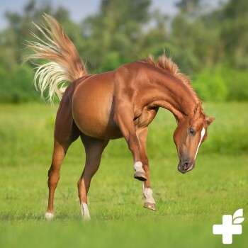 Ein verspieltes kastanienbraunes Pferd bäumt sich auf einem üppigen grünen Feld auf und zeigt seinen muskulösen Körperbau und die fließende Mähne.