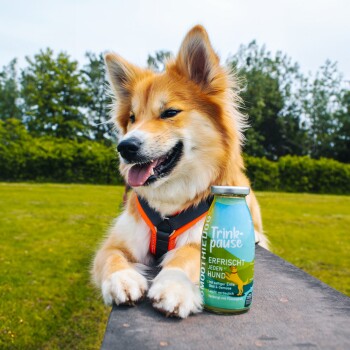 Ein glücklicher Hund leckt eine orangefarbene Flasche mit der Aufschrift "Smoothie Dog Huhn" in einer grasbewachsenen Umgebung.
