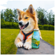Ein glücklicher Hund leckt eine orangefarbene Flasche mit der Aufschrift "Smoothie Dog Huhn" in einer grasbewachsenen Umgebung.