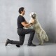 Ein Mann kniet auf einem Knie und interagiert freudig mit einem großen, flauschigen Golden Retriever in einem Studio mit grauem Hintergrund.
