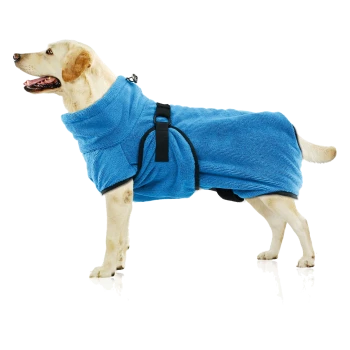 Un Labrador jaune heureux portant un manteau de serviette bleue avec des sangles noires, se tenant sur une surface réfléchissante.
