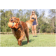 Golden Retriever trägt ein oranges Spielzeug im Maul, läuft auf Gras mit einer Frau in Sportkleidung im Hintergrund.