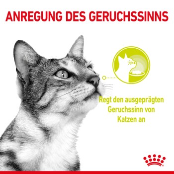 Nahaufnahme des fokussierten Gesichts einer Katze mit deutschem Text, der ein Produkt bewirbt, das den Geruchssinn von Katzen anregt.