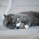 Eine verspielte graue Katze mit gelben Augen liegt auf einer weichen Oberfläche und hält einen kleinen braunen Ball mit ihren Pfoten.