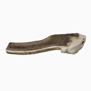 Un seul os à mâcher pour chien allongé avec une surface rugueuse et texturée et un bord lisse de couleur claire, posé sur un fond blanc.