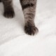 Eine Nahaufnahme der Pfote einer grauen Katze, die auf eine weiche, weiße Oberfläche tritt, und ihr zartes Fell und die Krallen zeigt.