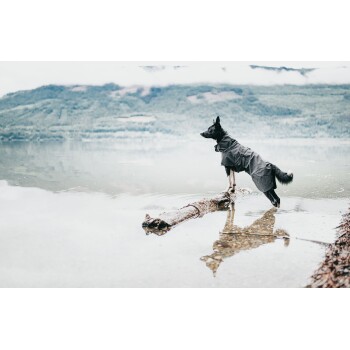 Ein schwarz-weißer Hund, der einen wasserdichten Mantel trägt, steht auf einem Baumstamm in einem ruhigen See, mit Bergen und nebligen Wolken im Hintergrund.