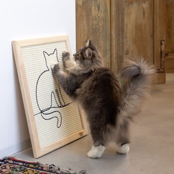Puszysty szary kot zabawnie drapie ścienną deskę do drapania z minimalistycznym wzorem konturu kota.