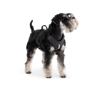 Ein stilvoller schwarz-grauer Schnauzer, der ein gemustertes Geschirr trägt, auf einem weißen Hintergrund steht und nach oben schaut.