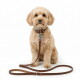 Klein tan-kleurig krulharig hondje met een bruine leren halsband met metalen ID-tag en bijpassende bruine riem met een klein rood label.