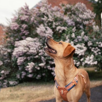 Ein glücklicher gelber Labrador, der ein braunes Geschirr trägt, mit einem freudigen Ausdruck nach oben schaut, umgeben von blühenden Fliederblüten.