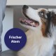 Eine Nahaufnahme eines glücklichen Hundes mit glänzendem Fell, der nach oben schaut, begleitet von einer kreisförmigen Sprechblase mit dem Text "Frischer Atem."