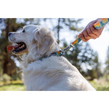 Eine Nahaufnahme eines Golden Retrievers mit herausgestreckter Zunge, der eine bunte Leine trägt, die von einer Person in einer sonnigen Außenumgebung gehalten wird.