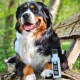 Lächelnder Berner Sennenhund auf einem Baumstamm neben einer kleinen weißen Flasche mit der Aufschrift „FÜRS ALGE MEINE WOHL BEFINDEN“ und „Tales & Tails“.