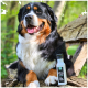 Lächelnder Berner Sennenhund auf einem Baumstamm neben einer kleinen weißen Flasche mit der Aufschrift „FÜRS ALGE MEINE WOHL BEFINDEN“ und „Tales & Tails“.