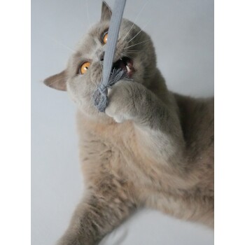 Eine verspielte graue Katze mit leuchtend orangefarbenen Augen beißt und zieht an einem grauen Spielzeugband, was ihr verspieltes Wesen zeigt.