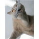 Eine verspielte graue Katze mit leuchtend orangefarbenen Augen beißt und zieht an einem grauen Spielzeugband, was ihr verspieltes Wesen zeigt.