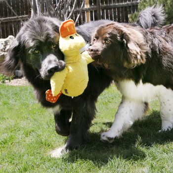 Deux gros chiens terre‑neuves foncés jouant dans une cour, l'un tenant un jouet en peluche jaune en forme de canard (aucun texte visible).